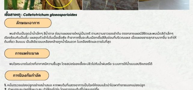 #เกษตรด่านมะขามเตี้ย.….แจ้งเตือนการระบาด ระวัง โรคแอนแทรคโนส ในหน่อไม้ฝรั่ง #เกษตรด่านมะขามเตี้ย.….แจ้งเตือนการระบาด ระวัง โรคแอนแทรคโนส ในหน่อไม้ฝรั่ง