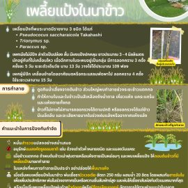 #เกษตรด่านมะขามเตี้ย.….แจ้งเตือนการระบาด การเข้าทำลายของ “เพลี้ยแป้งในนาข้าว”