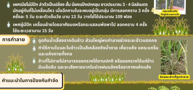 #เกษตรด่านมะขามเตี้ย.….แจ้งเตือนการระบาด การเข้าทำลายของ “เพลี้ยแป้งในนาข้าว” #เกษตรด่านมะขามเตี้ย.….แจ้งเตือนการระบาด การเข้าทำลายของ “เพลี้ยแป้งในนาข้าว”