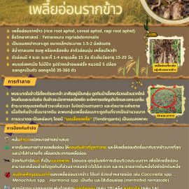 #เกษตรด่านมะขามเตี้ย.….แจ้งเตือนการระบาด #เพลี้ยอ่อนรากข้าว พบระบาดใน #ข้าวไร่