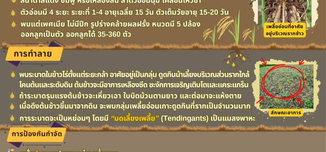#เกษตรด่านมะขามเตี้ย.….แจ้งเตือนการระบาด #เพลี้ยอ่อนรากข้าว พบระบาดใน #ข้าวไร่ #เกษตรด่านมะขามเตี้ย.….แจ้งเตือนการระบาด #เพลี้ยอ่อนรากข้าว พบระบาดใน #ข้าวไร่