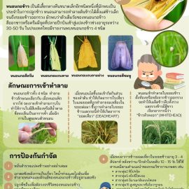 #เกษตรด่านมะขามเตี้ย…แจ้งเตือนพี่น้องชาวนา  ระวัง #หนอนกอข้าว (Rice Stem Borer)