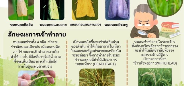 #เกษตรด่านมะขามเตี้ย…แจ้งเตือนพี่น้องชาวนา ระวัง #หนอนกอข้าว (Rice Stem Borer) #เกษตรด่านมะขามเตี้ย…แจ้งเตือนพี่น้องชาวนา ระวัง #หนอนกอข้าว (Rice Stem Borer)