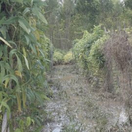 #เกษตรด่านมะขามเตี้ย.….ตรวจสอบพื้นที่ที่ได้รับผลกระทบจากน้ำท่วม ณ หมู่ 6 ตำบลด่านมะขามเตี้ย อำเภอด่านมะขามเตี้ย จังหวัดกาญจนบุรี