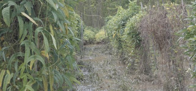 #เกษตรด่านมะขามเตี้ย.….ตรวจสอบพื้นที่ที่ได้รับผลกระทบจากน้ำท่วม ณ หมู่ 6 ตำบลด่านมะขามเตี้ย อำเภอด่านมะขามเตี้ย จังหวัดกาญจนบุรี #เกษตรด่านมะขามเตี้ย.….ตรวจสอบพื้นที่ที่ได้รับผลกระทบจากน้ำท่วม ณ หมู่ 6 ตำบลด่านมะขามเตี้ย อำเภอด่านมะขามเตี้ย จังหวัดกาญจนบุรี