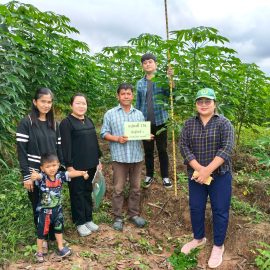 #เกษตรด่านมะขามเตี้ย.…เก็บข้อมูลมันสำปะหลังพันธุ์อิทธิ 1