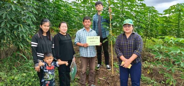 #เกษตรด่านมะขามเตี้ย.…เก็บข้อมูลมันสำปะหลังพันธุ์อิทธิ 1 #เกษตรด่านมะขามเตี้ย.…เก็บข้อมูลมันสำปะหลังพันธุ์อิทธิ 1