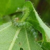 หนอนมวนใบ(ถั่วเขียว) หนอนมวนใบ(ถั่วเขียว)