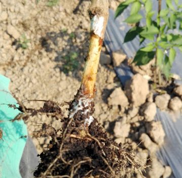 โรครากเน่า โคนเน่า (พริก) โรครากเน่า โคนเน่า (พริก)