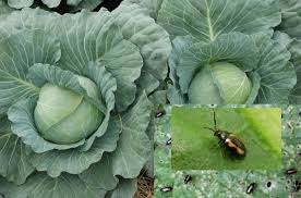 ด้วงหมัดผัก ด้วงหมัดผัก