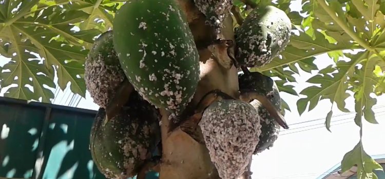 เพลี้ยแป้ง ในมะละกอ เพลี้ยแป้ง ในมะละกอ