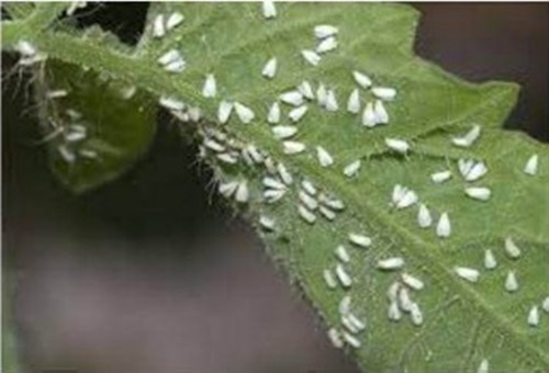 แมลงหวี่ขาวยาสูบ ในมะเขือเทศ แมลงหวี่ขาวยาสูบ ในมะเขือเทศ