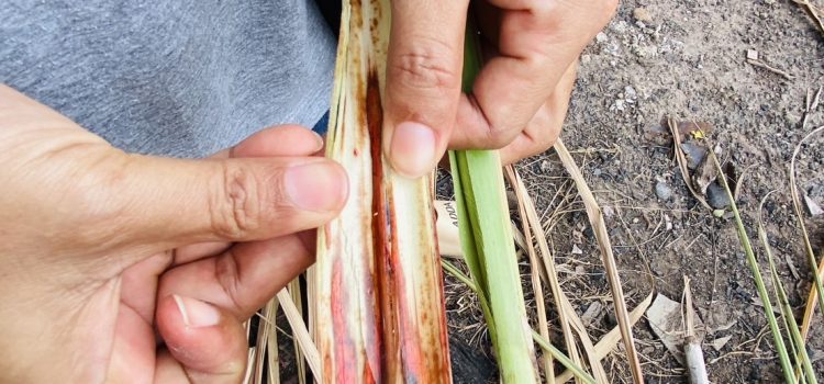 โรคเน่าคออ้อย โรคเน่าคออ้อย