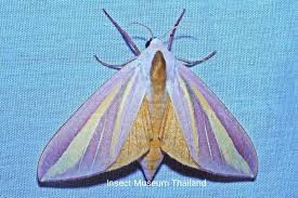 ระวัง หนอนผีเสื้อเหยี่ยวลายลูกกวาดใหญ่ ในอ้อย ระวัง หนอนผีเสื้อเหยี่ยวลายลูกกวาดใหญ่ ในอ้อย