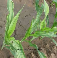 โรคราน้ำค้าง ข้าวโพด โรคราน้ำค้าง ข้าวโพด