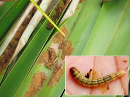 หนอนหัวดำมะพร้าว หนอนหัวดำมะพร้าว