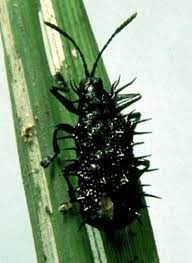 ระวัง…แมลงดำหนาม ในข้าว ระวัง…แมลงดำหนาม ในข้าว