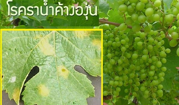 ระวัง..โรคราน้ำค้าง (เชื้อรา Plasmopara viticola) Plasmopara viticola ในองุ่น ระวัง..โรคราน้ำค้าง (เชื้อรา Plasmopara viticola) Plasmopara viticola ในองุ่น