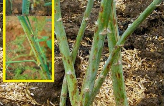 ระวัง..โรคลำต้นไหม้ (เชื้อรา Phomopsis asparagi) ในหน่อไม้ฝรั่ง ระวัง..โรคลำต้นไหม้ (เชื้อรา Phomopsis asparagi) ในหน่อไม้ฝรั่ง