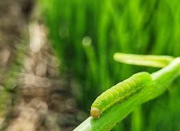 ระวัง..หนอนกระทู้หอม ในหน่อไม้ฝรั่ง ระวัง..หนอนกระทู้หอม ในหน่อไม้ฝรั่ง