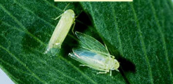 ระวัง..เพลี้ยจักจั่นฝ้าย ในกระเจี๊ยบเขียว ระวัง..เพลี้ยจักจั่นฝ้าย ในกระเจี๊ยบเขียว