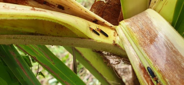 ระวัง แมลงดำหนามมะพร้าว ในมะพร้าว ระวัง แมลงดำหนามมะพร้าว ในมะพร้าว