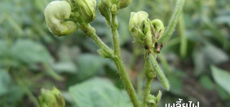 ระวัง เพลี้ยไฟในถั่วเขียว ระวัง เพลี้ยไฟในถั่วเขียว