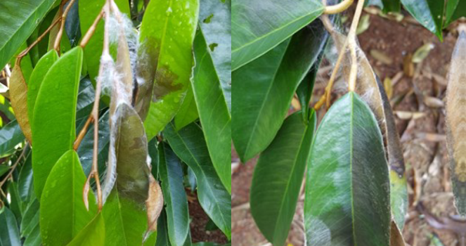 ระวัง โรคใบติดหรือใบไหม้ ในทุเรียน ระวัง โรคใบติดหรือใบไหม้ ในทุเรียน