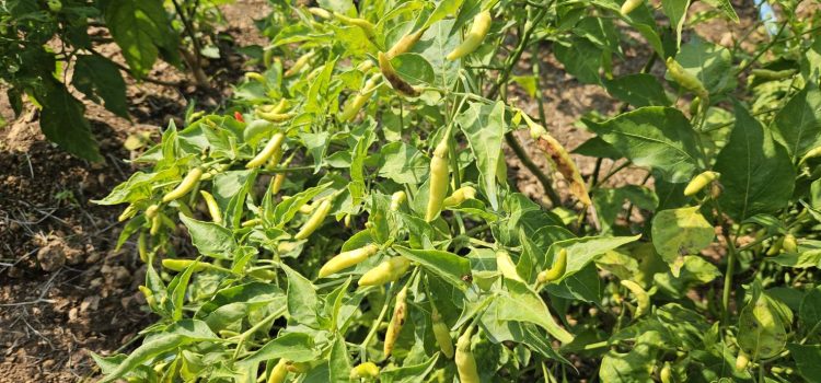 สำรวจแปลงพริก สำรวจแปลงพริก