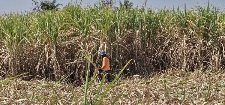 ส่งเสริมลดการเผา ส่งเสริมลดการเผา