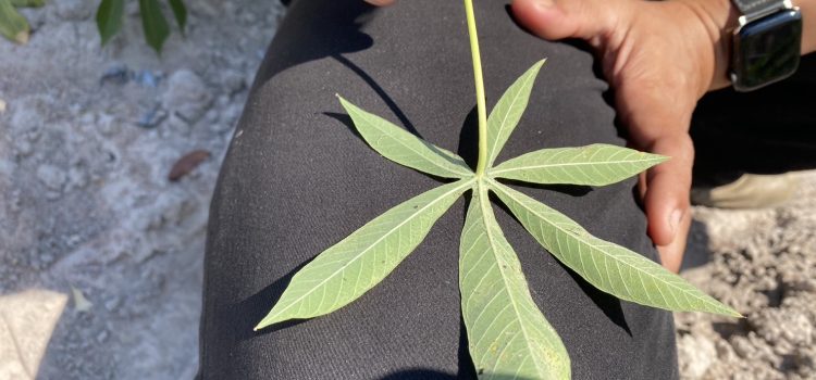 สำรวมแปลงมันสำปะหลัง สำรวมแปลงมันสำปะหลัง