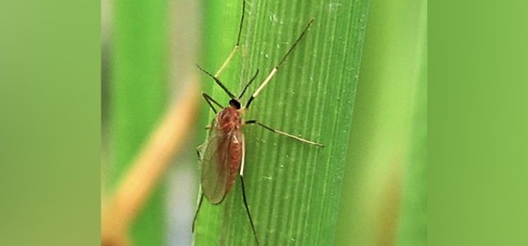 ระวัง..แมลงบั่วในนาข้าว ระวัง..แมลงบั่วในนาข้าว