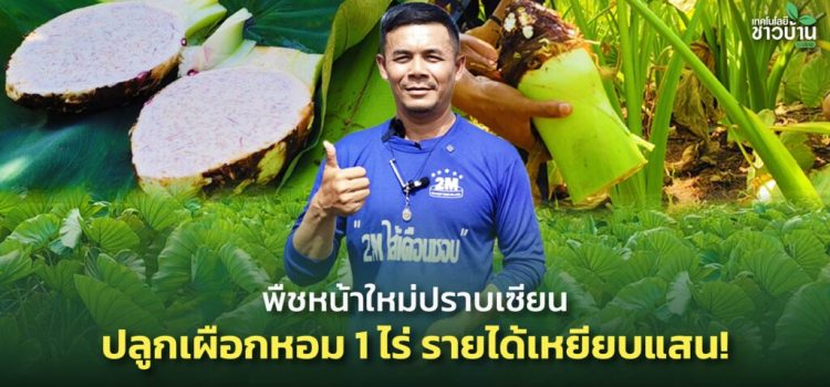 การปลูกเผือกหอมข้ามแล้ง
