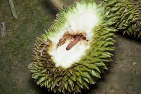 หนอนเจาะผล ในทุเรียน