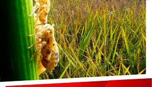 เพลี้ยกระโดดสีน้ำตาล เพลี้ยกระโดดสีน้ำตาล