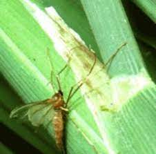 ระวัง..แมลงบั่ว ระวัง..แมลงบั่ว