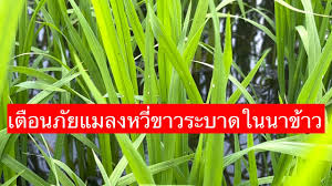 แมลงหวี่ขาวในข้าว