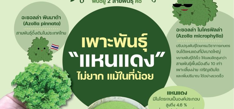 เพาะพันธุ์ “แหนแดง” ไม่ยาก แม้ที่น้อย