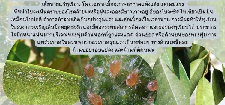 ไรแดงแอฟริกันบุกสวนทุเรียน