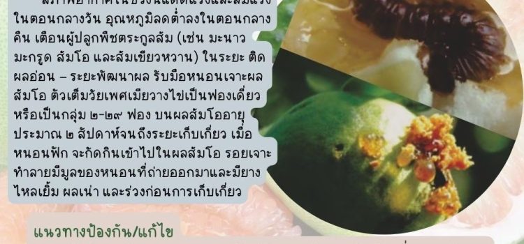 หนอนเจาะผลส้มโอ ในพืชตระกูลส้ม