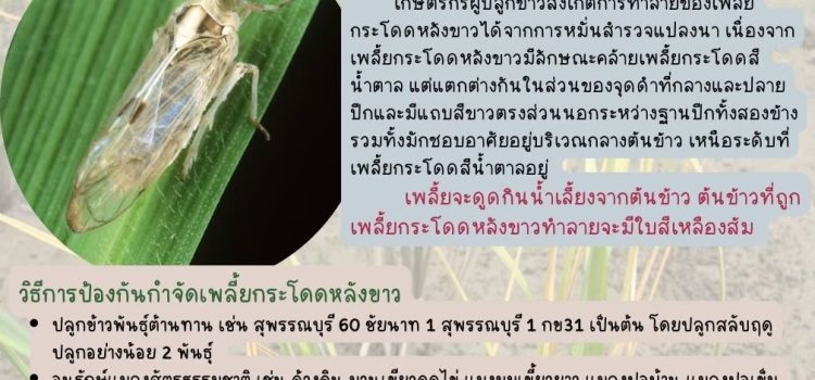 ชาวนา เฝ้าระวังเพลี้ยกระโดดหลังขาวในนาข้าว