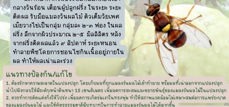 แมลงวันผลไม้ ในฝรั่ง