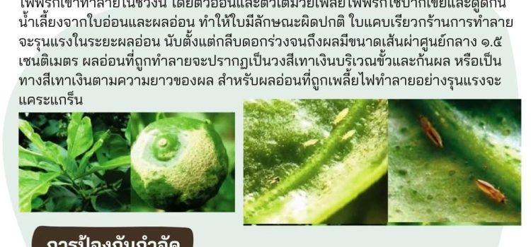 ระวังเพลี้ยไฟบุกพืชตระกูลส้ม