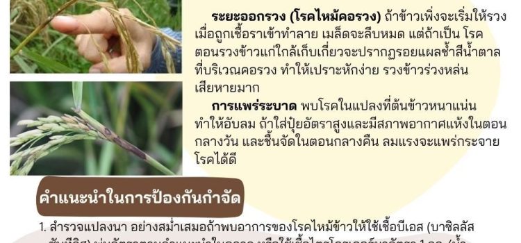 ระวังโรคไหม้ข้าว