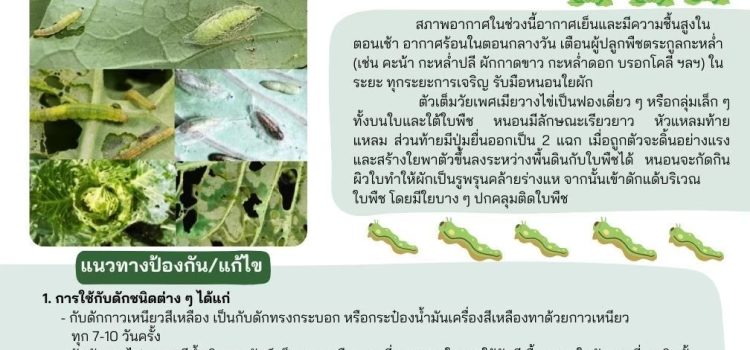 ระวังหนอนใยผักในพืชตระกูลกระหล่ำ