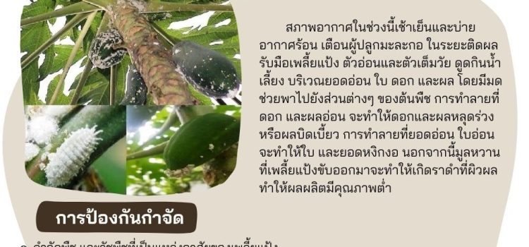 เพลี้ยแป้งในมะละกอ