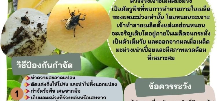 ด้วงงวงเจาะเมล็ดมะม่วง