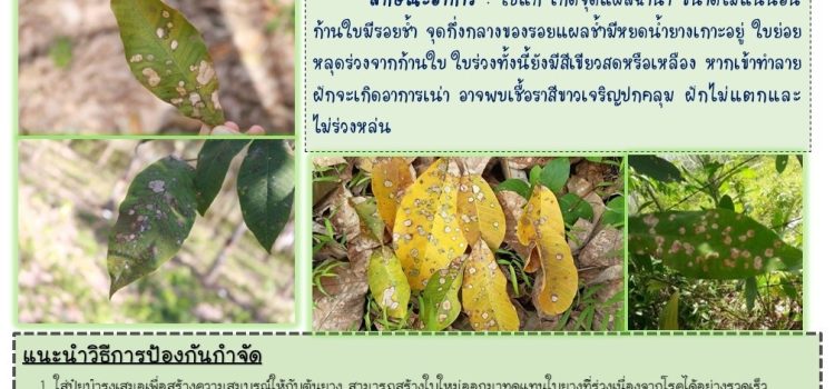 โรคใบร่วงชนิดใหม่ของยางพารา