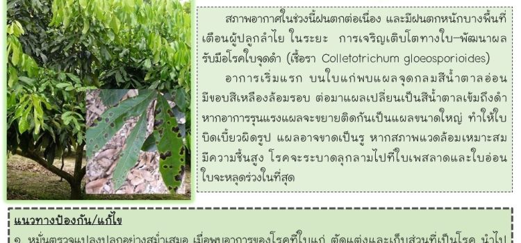 โรคใบจุดดำในลำไย