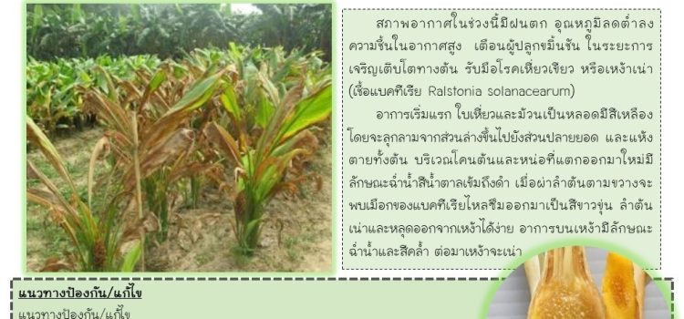 โรคเหี่ยวเขียว หรือเหง้าเน่า ในขมิ้นชัน